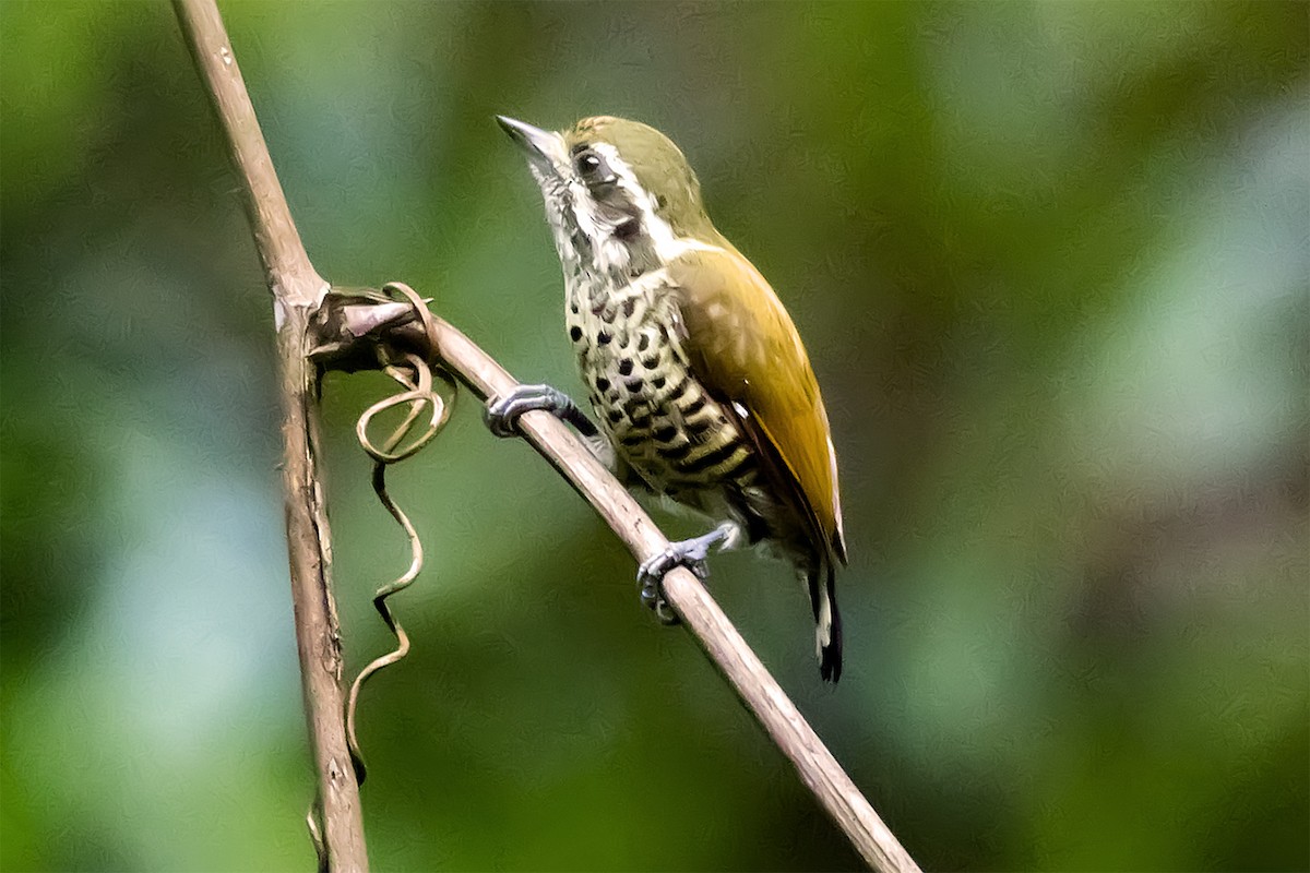 Speckled Piculet - ML627541817