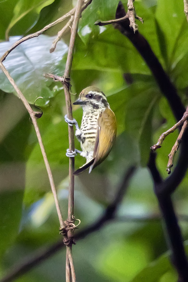 Speckled Piculet - ML627541818