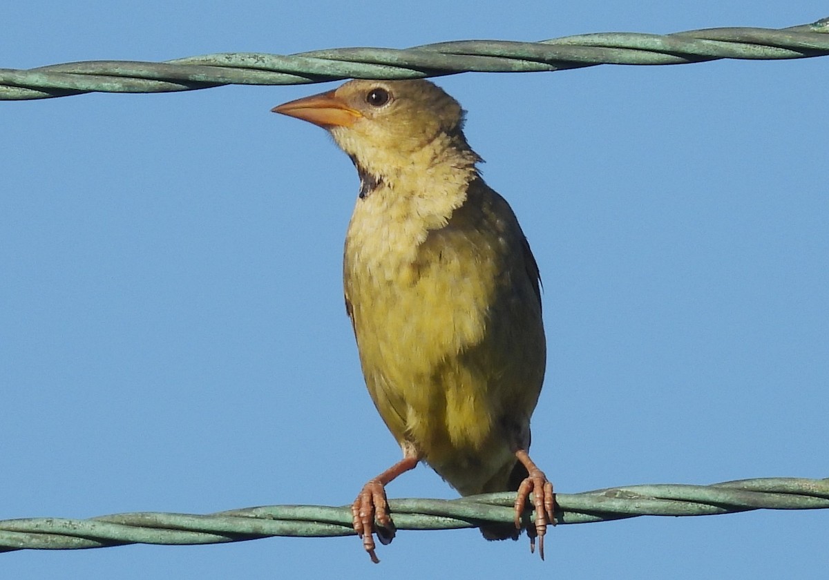 Cape Weaver - ML627542049