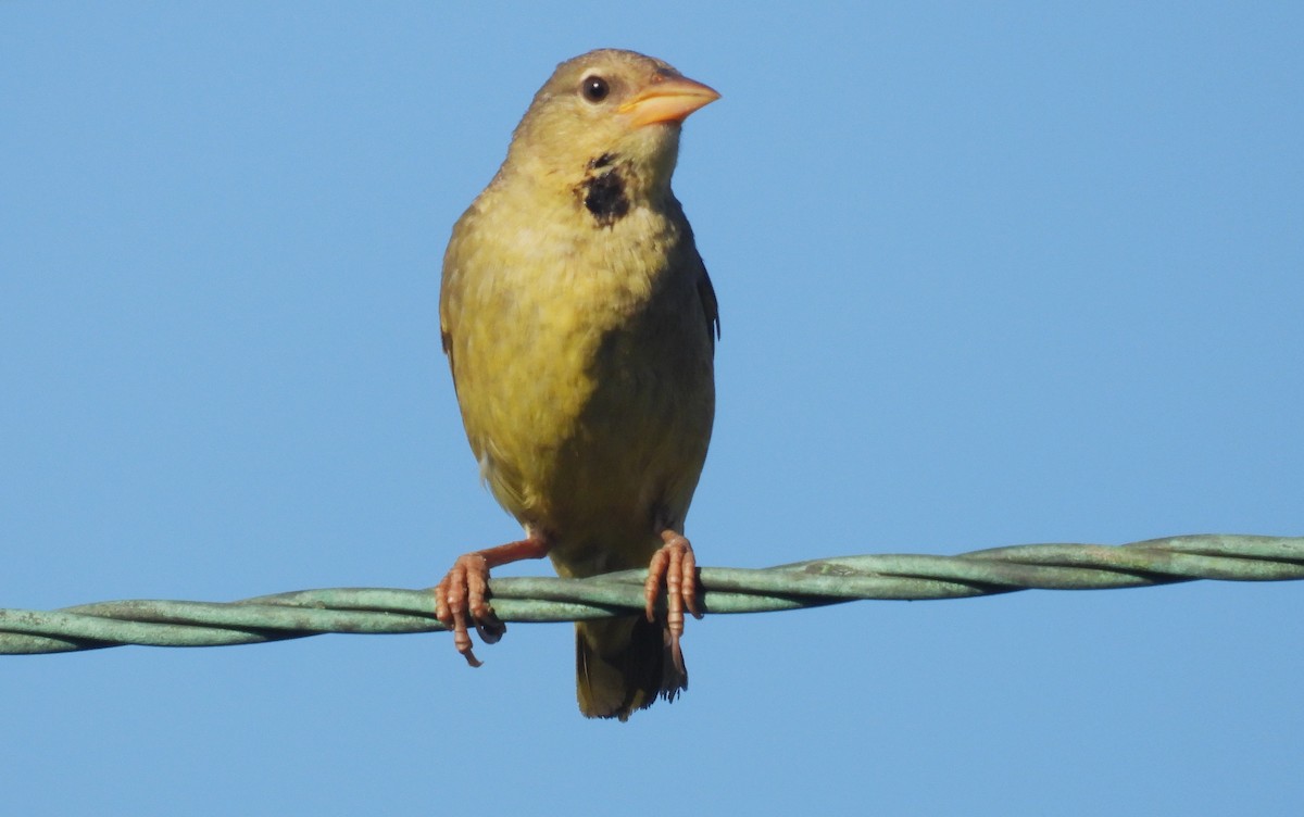 Cape Weaver - ML627542050