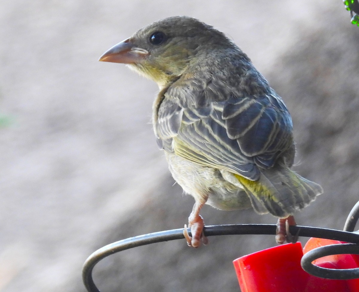 Cape Weaver - ML627542053