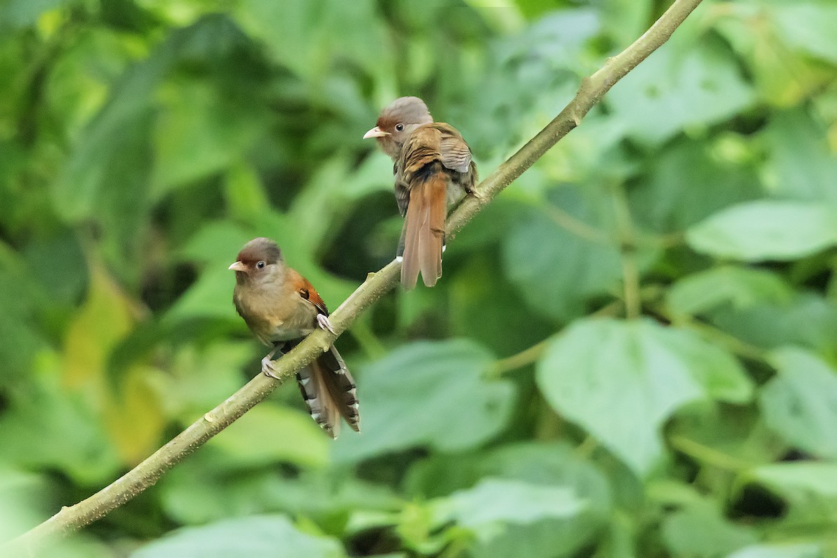 Rusty-fronted Barwing - ML627542316