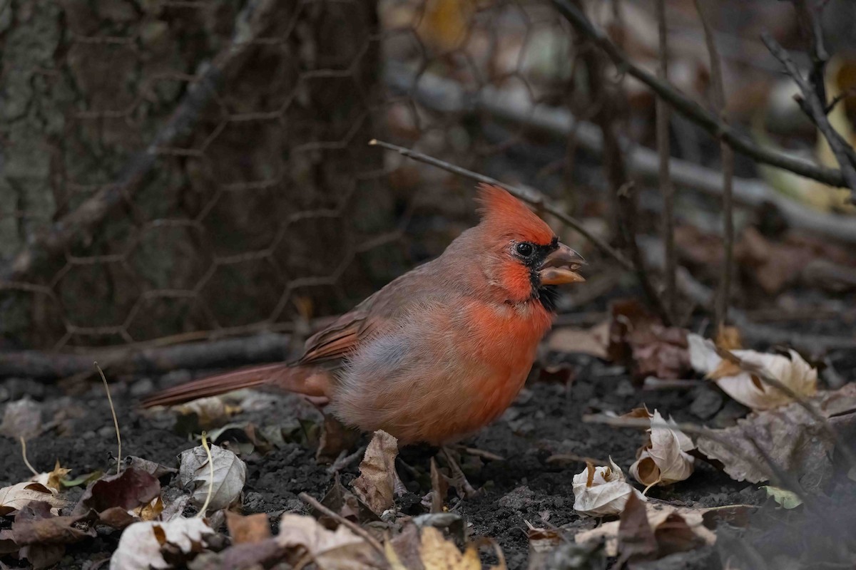 Cardenal Norteño - ML627542384