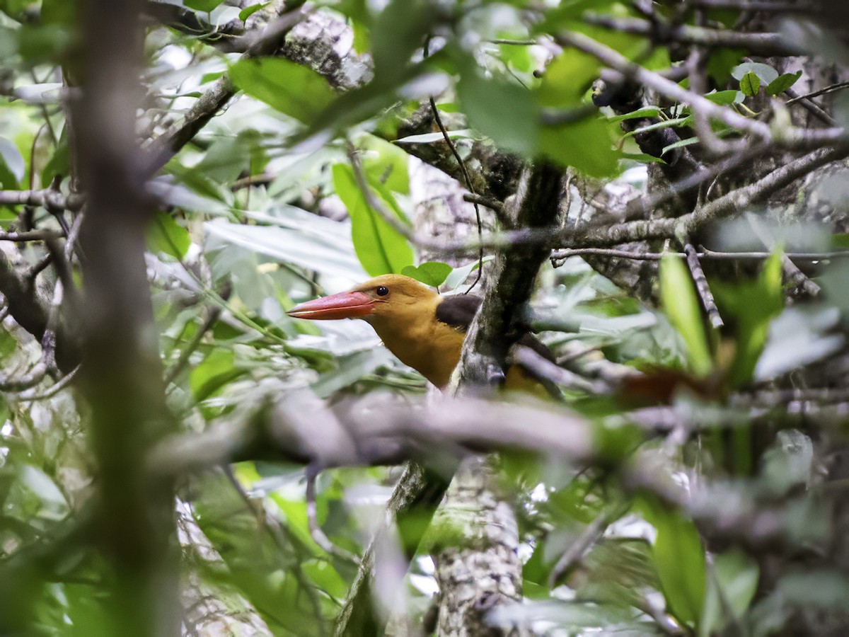 Brown-winged Kingfisher - ML627542388