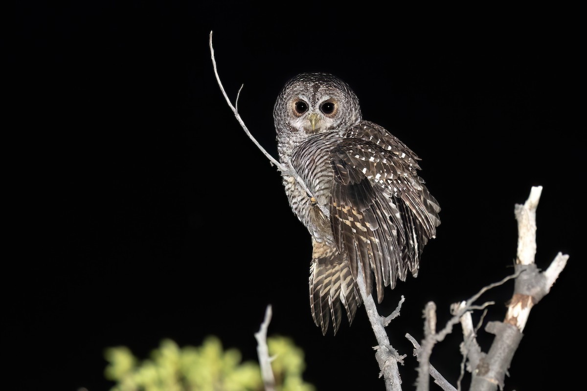 Rufous-legged Owl - ML627542394