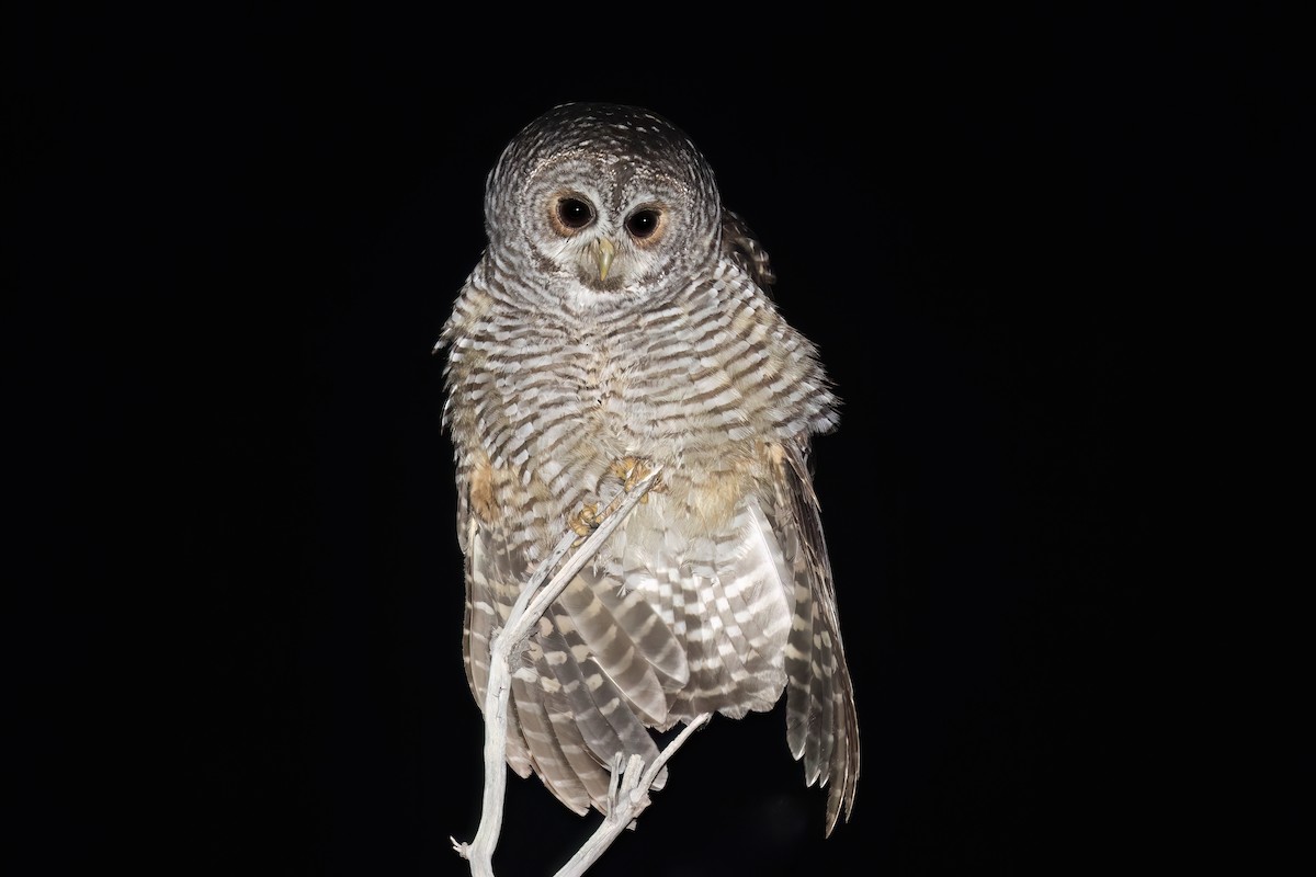 Rufous-legged Owl - ML627542395