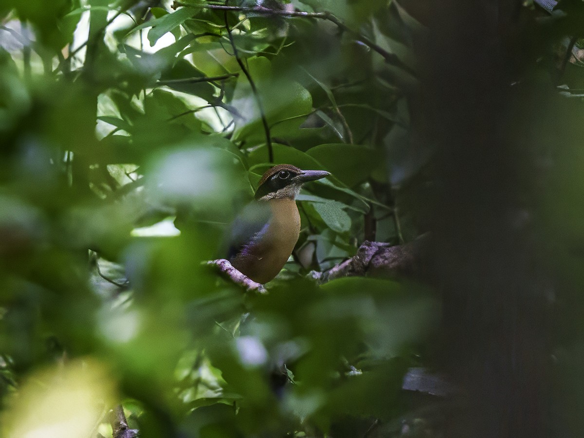 Mangrove Pitta - ML627542396