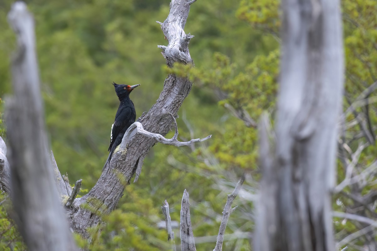 Magellanic Woodpecker - ML627542397