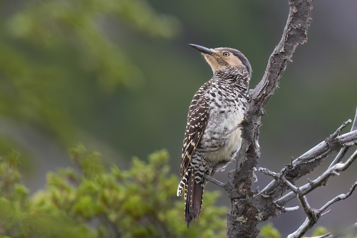 Chilean Flicker - ML627542398