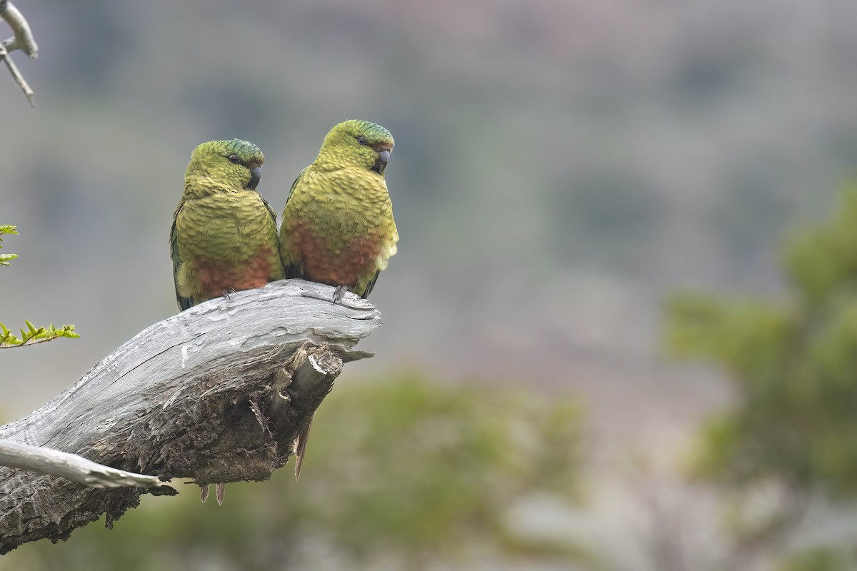 Austral Parakeet - ML627542401