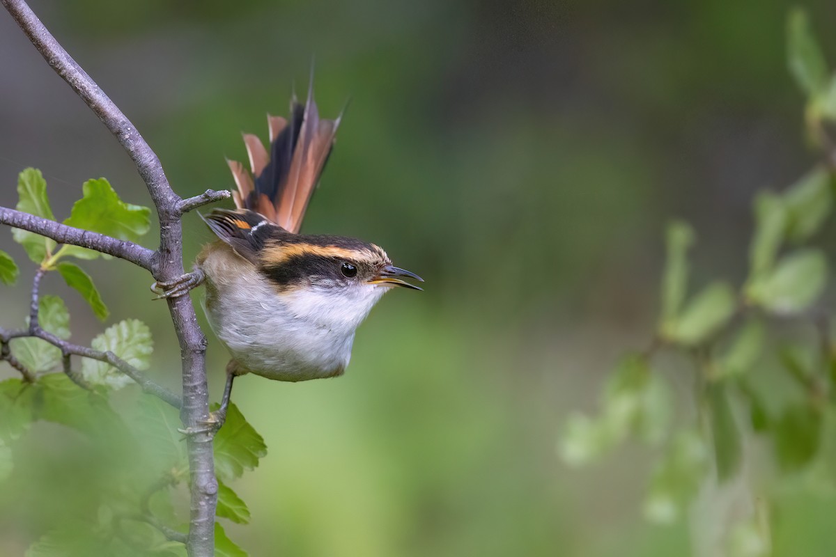 Thorn-tailed Rayadito - ML627542404