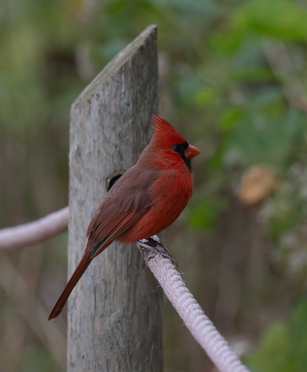 Cardenal Norteño - ML627542433