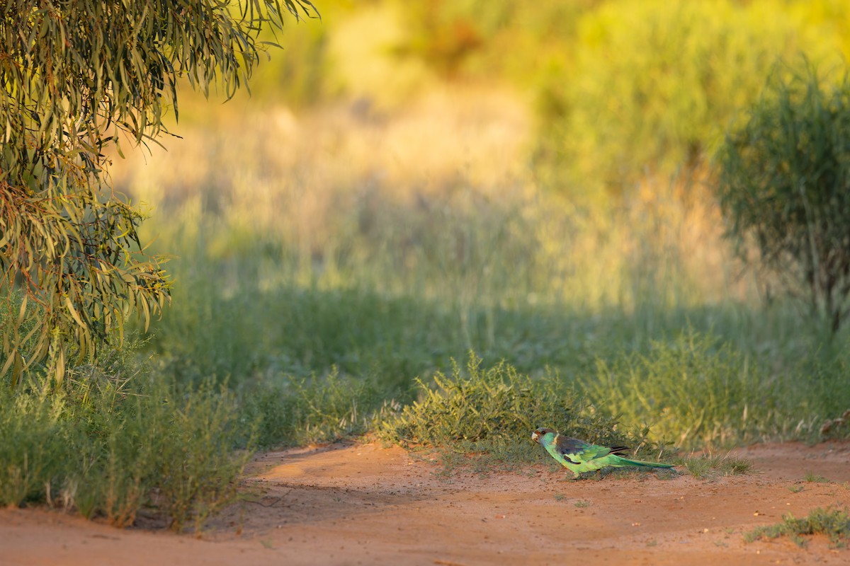 Australian Ringneck - ML627542788