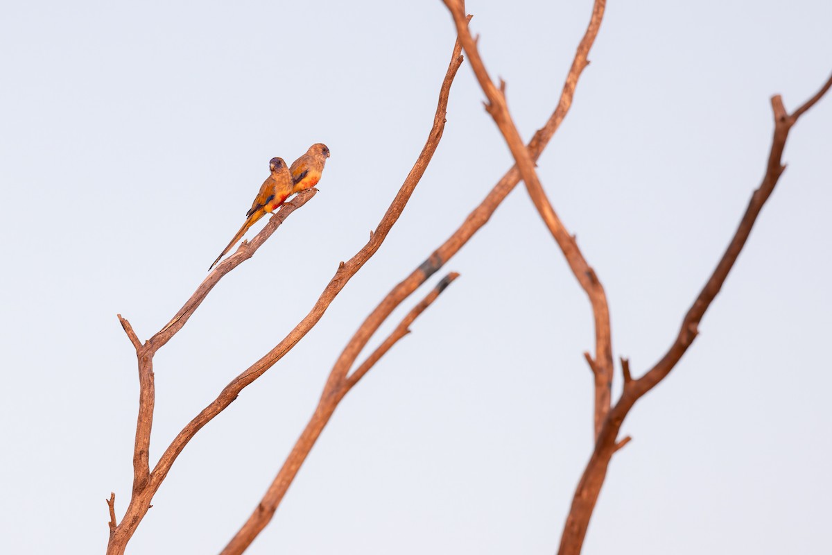 Greater Bluebonnet - ML627542792