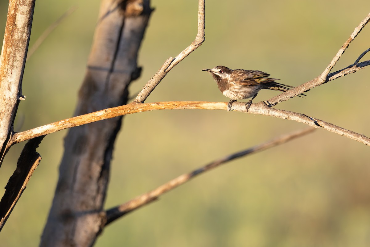 White-fronted Honeyeater - ML627542797