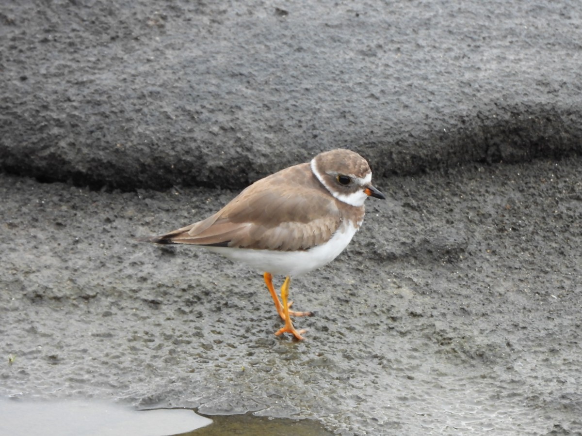 Semipalmated Plover - Miguel Hernández Santana