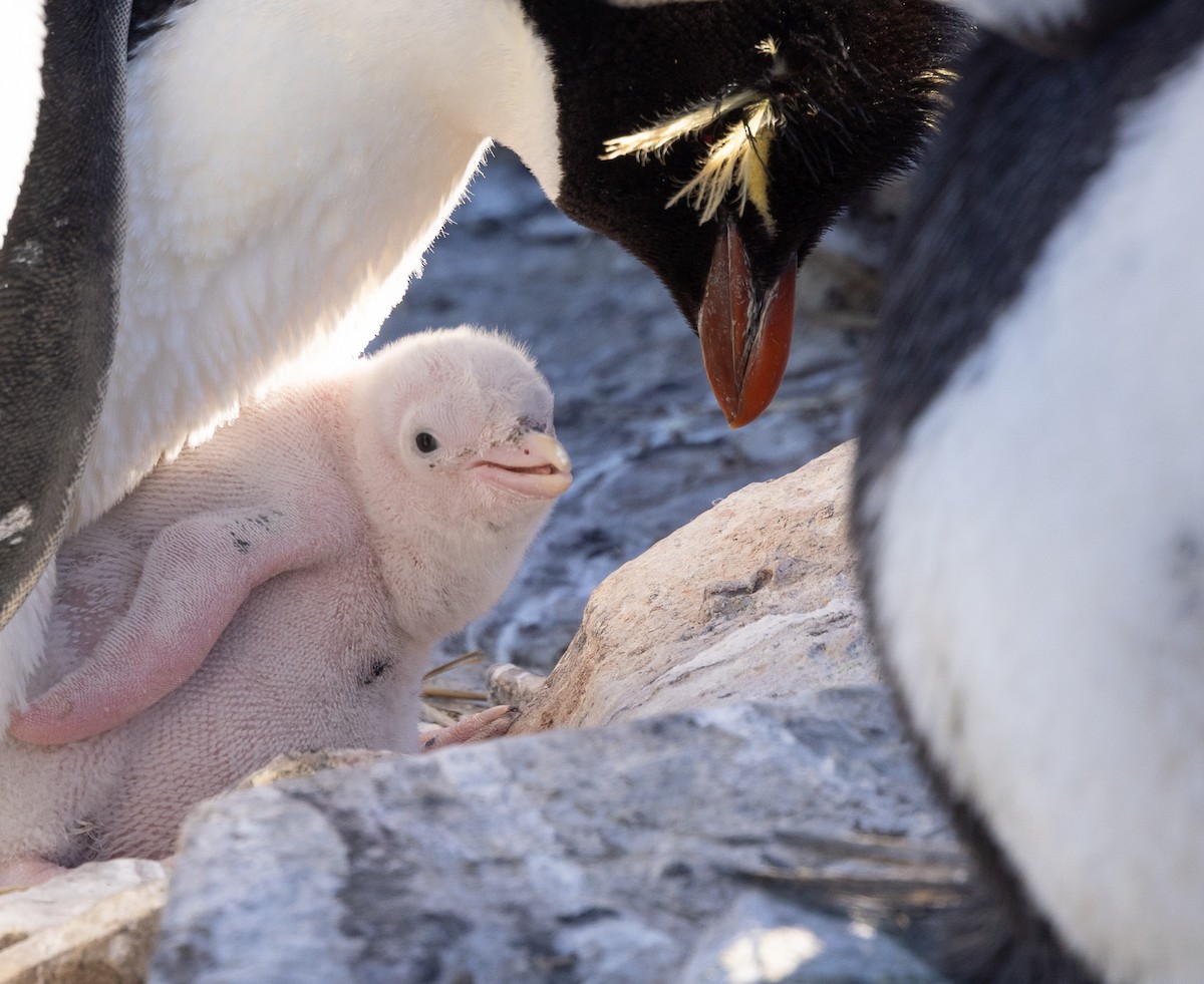 Western Rockhopper Penguin - ML627543021