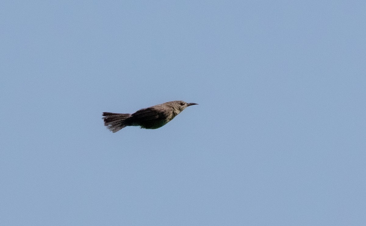 Brown Honeyeater - ML627543068