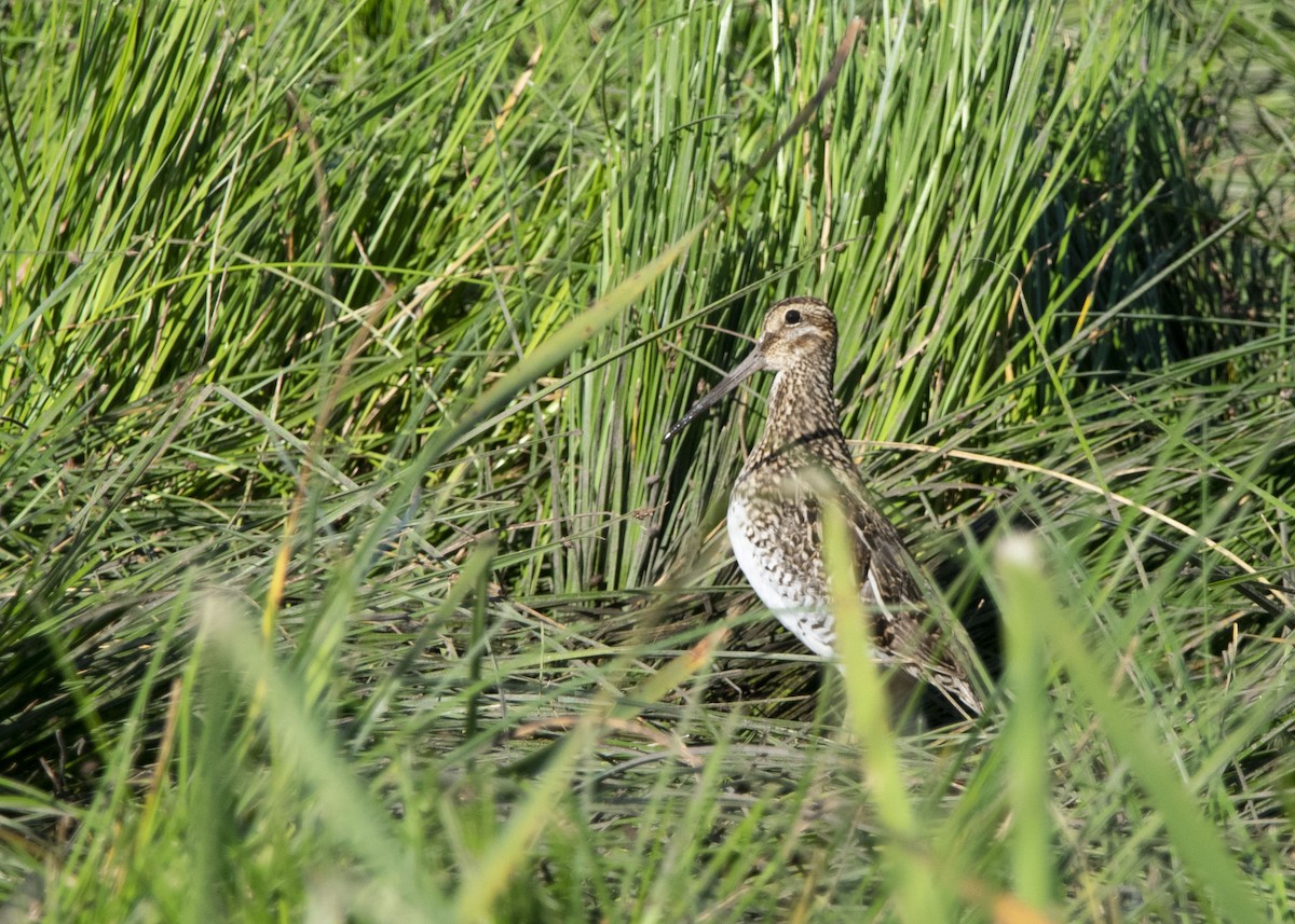 Pantanal Snipe - ML627543087