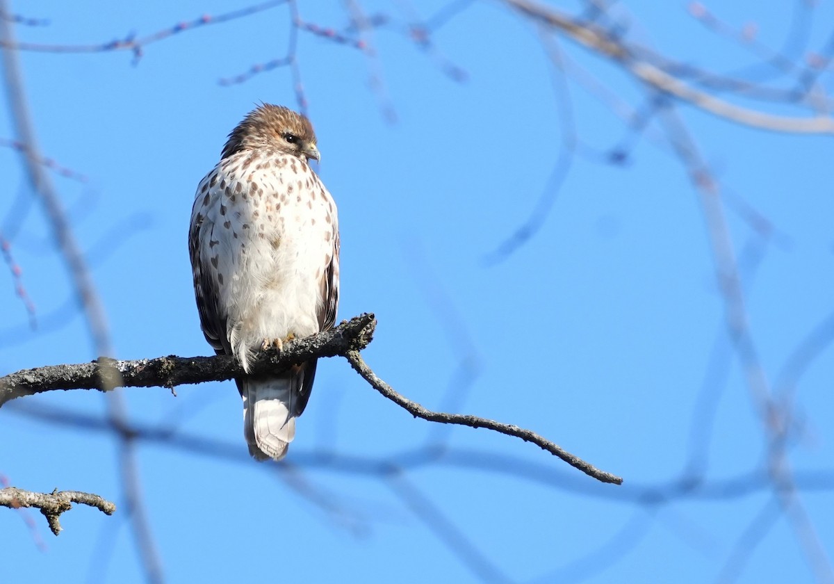 Red-shouldered Hawk (lineatus Group) - ML627543089