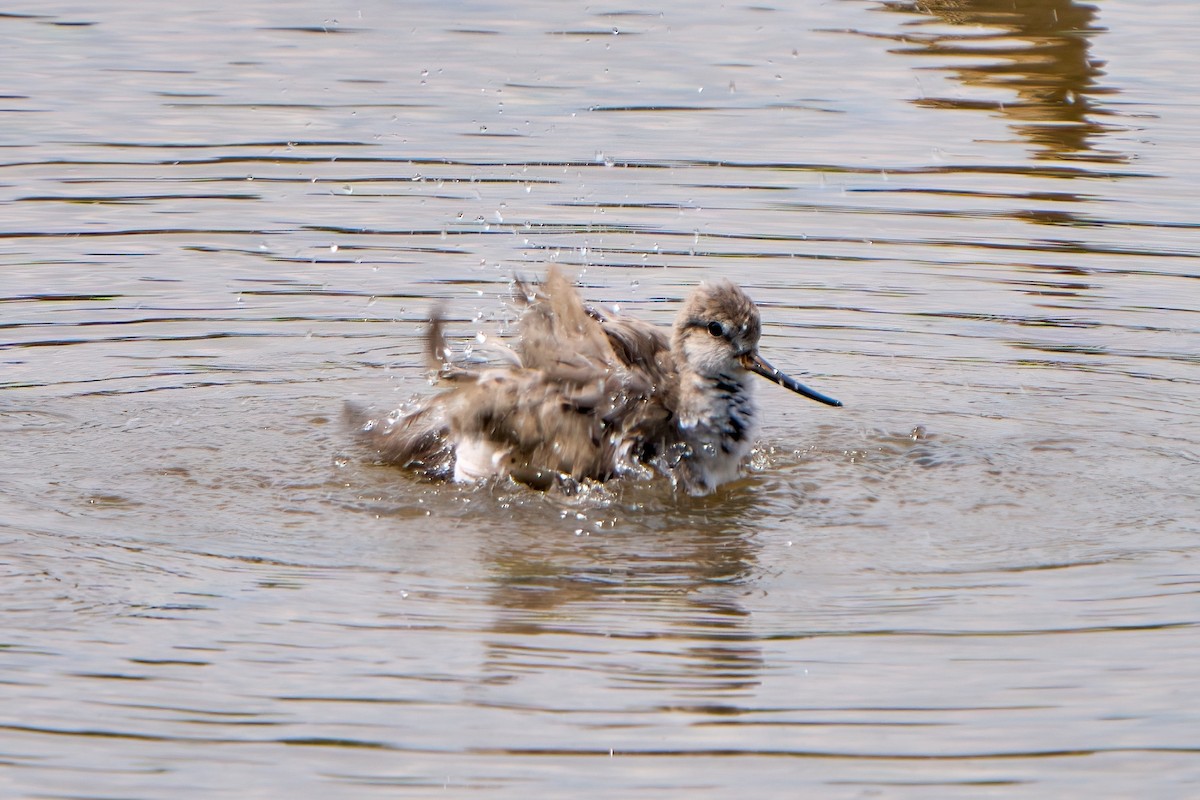 Terek Sandpiper - ML627543107