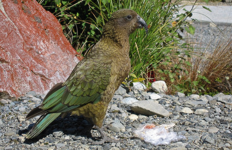 Kea - ML627543125