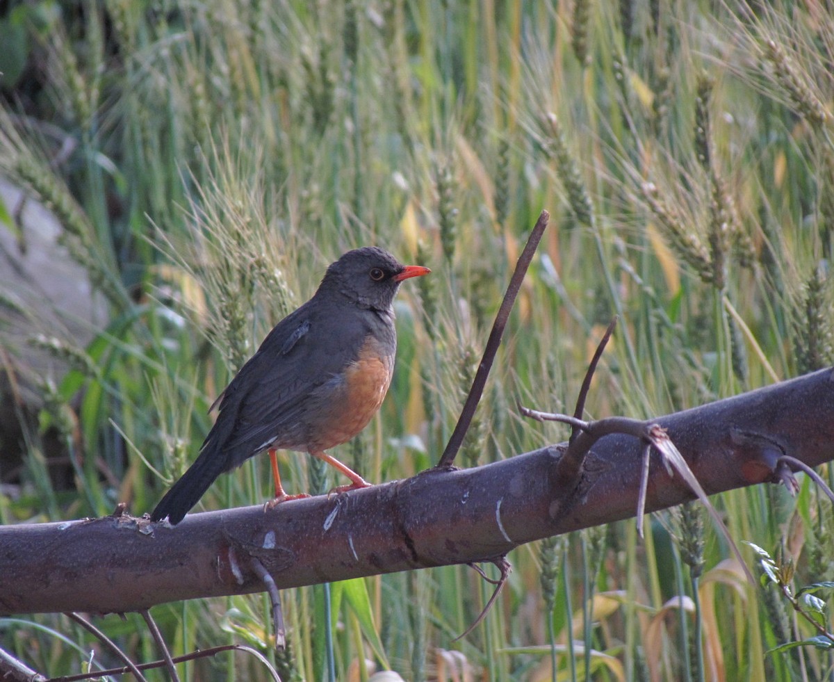 Abyssinian Thrush - ML627543285