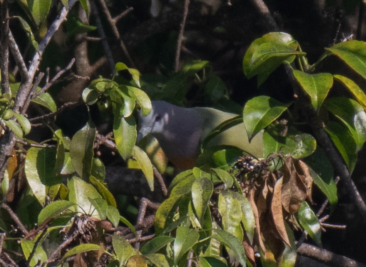 Pink-necked Green-Pigeon - ML627543301