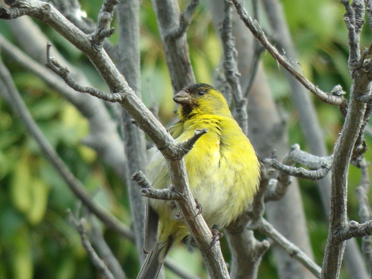 Black-chinned Siskin - ML627543317