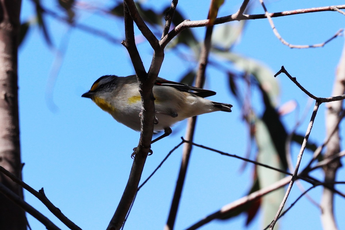 Striated Pardalote - ML627543363