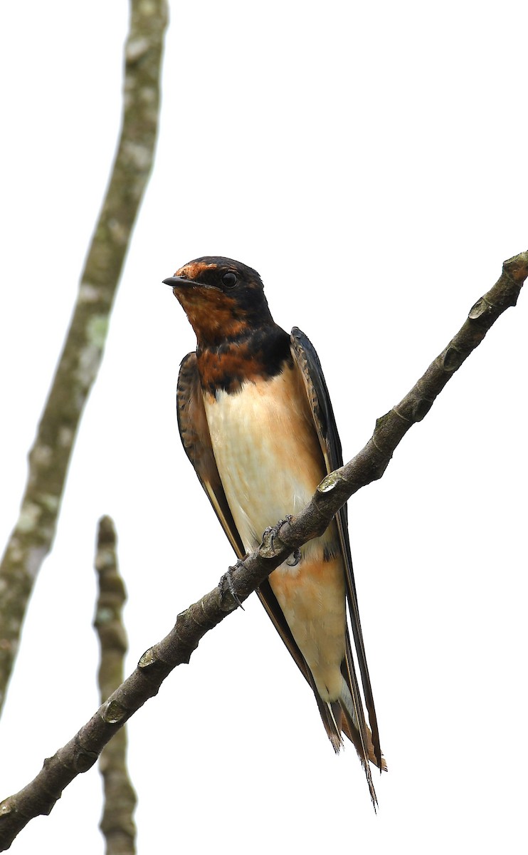 Barn Swallow (Buff-bellied) - ML627543386