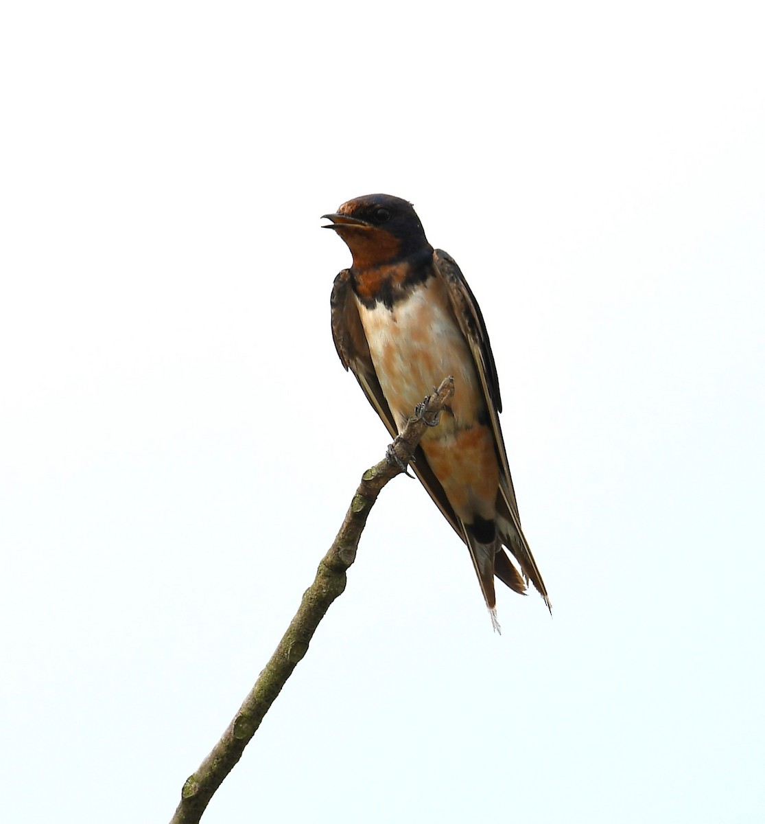 Barn Swallow (Buff-bellied) - ML627543389