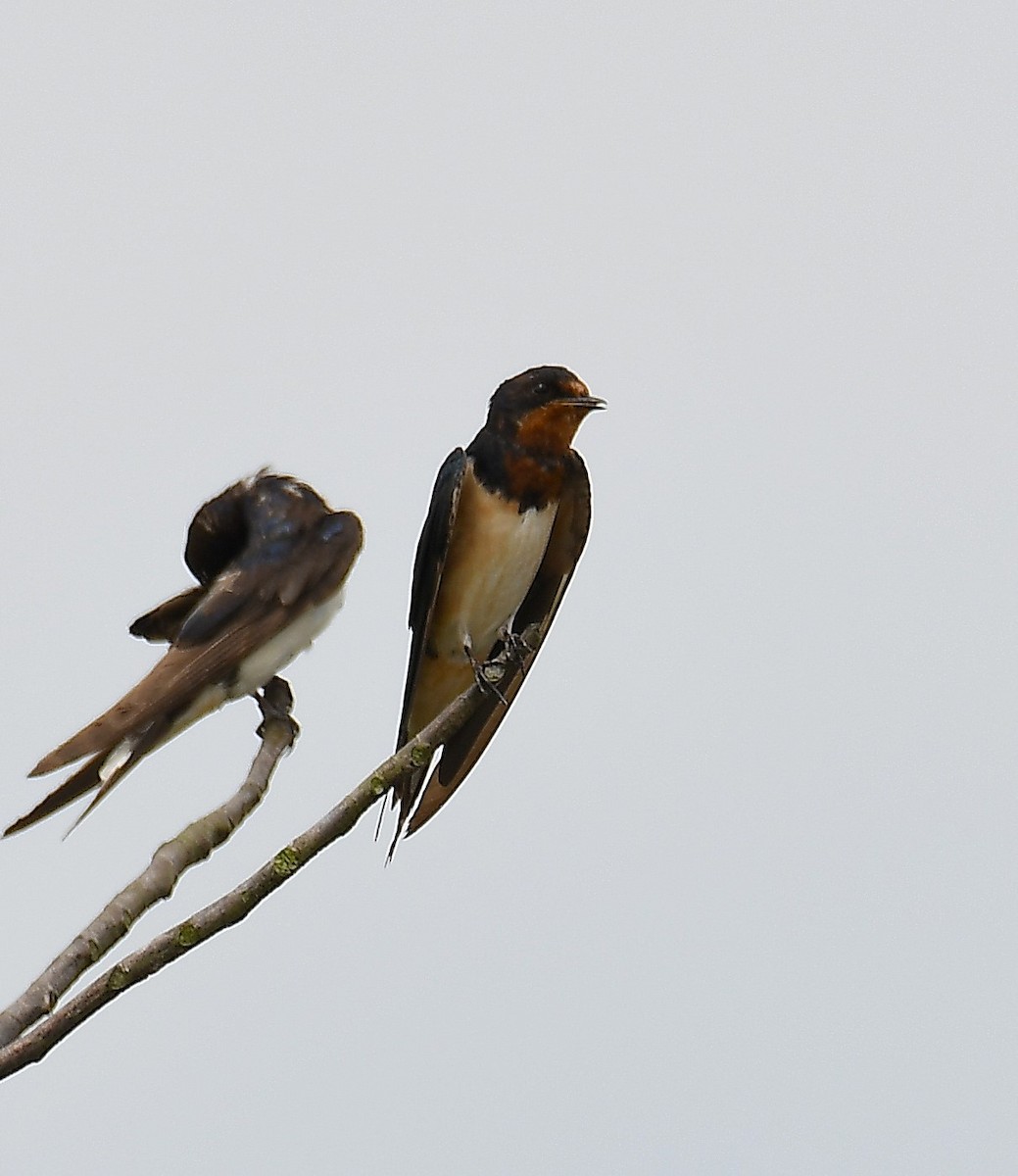 Barn Swallow (Buff-bellied) - ML627543393