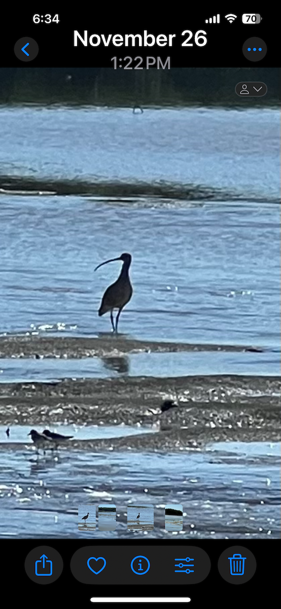 Long-billed Curlew - ML627543472