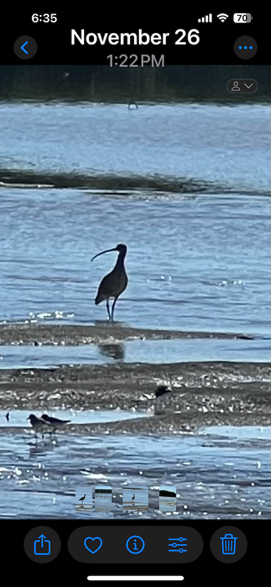 Long-billed Curlew - ML627543473