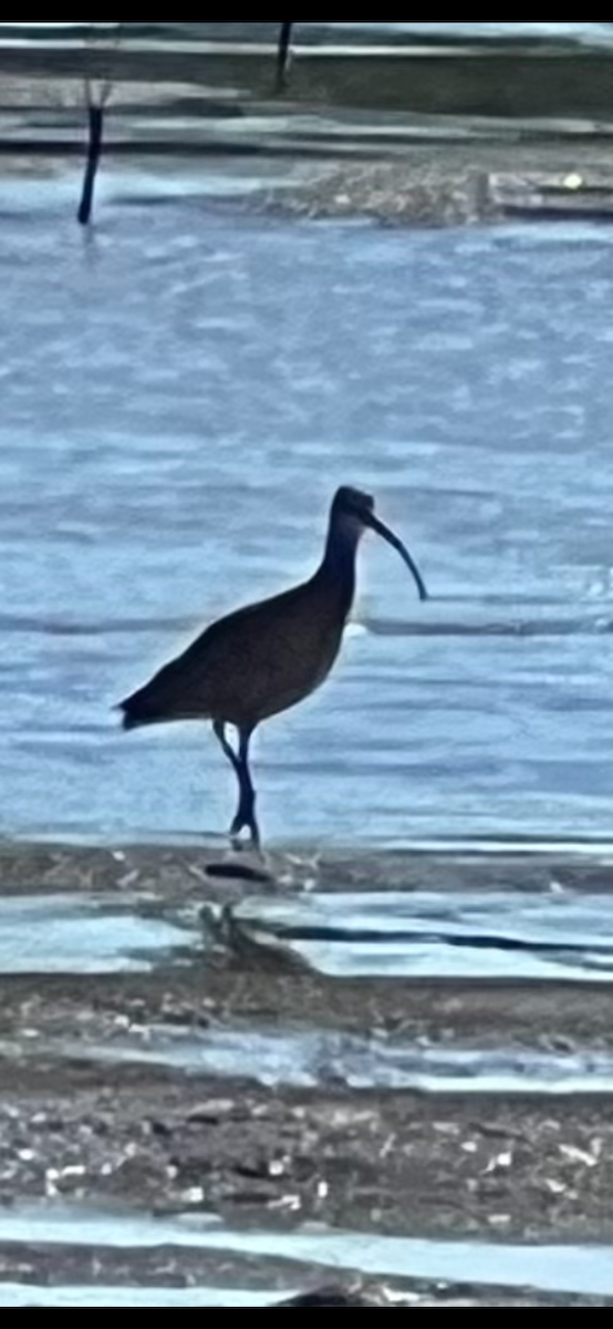 Long-billed Curlew - ML627543474
