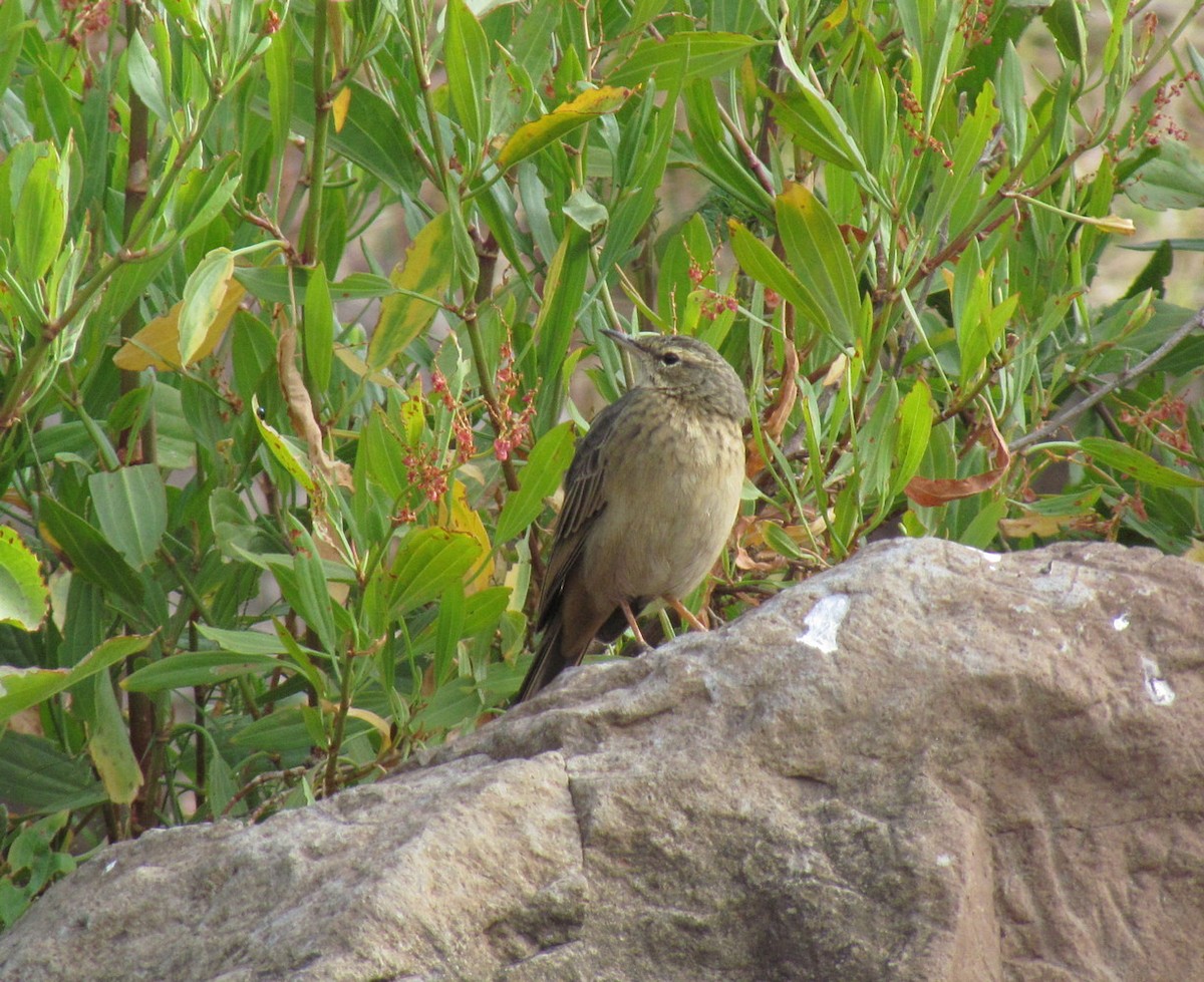 Long-billed Pipit (East African) - ML627543598