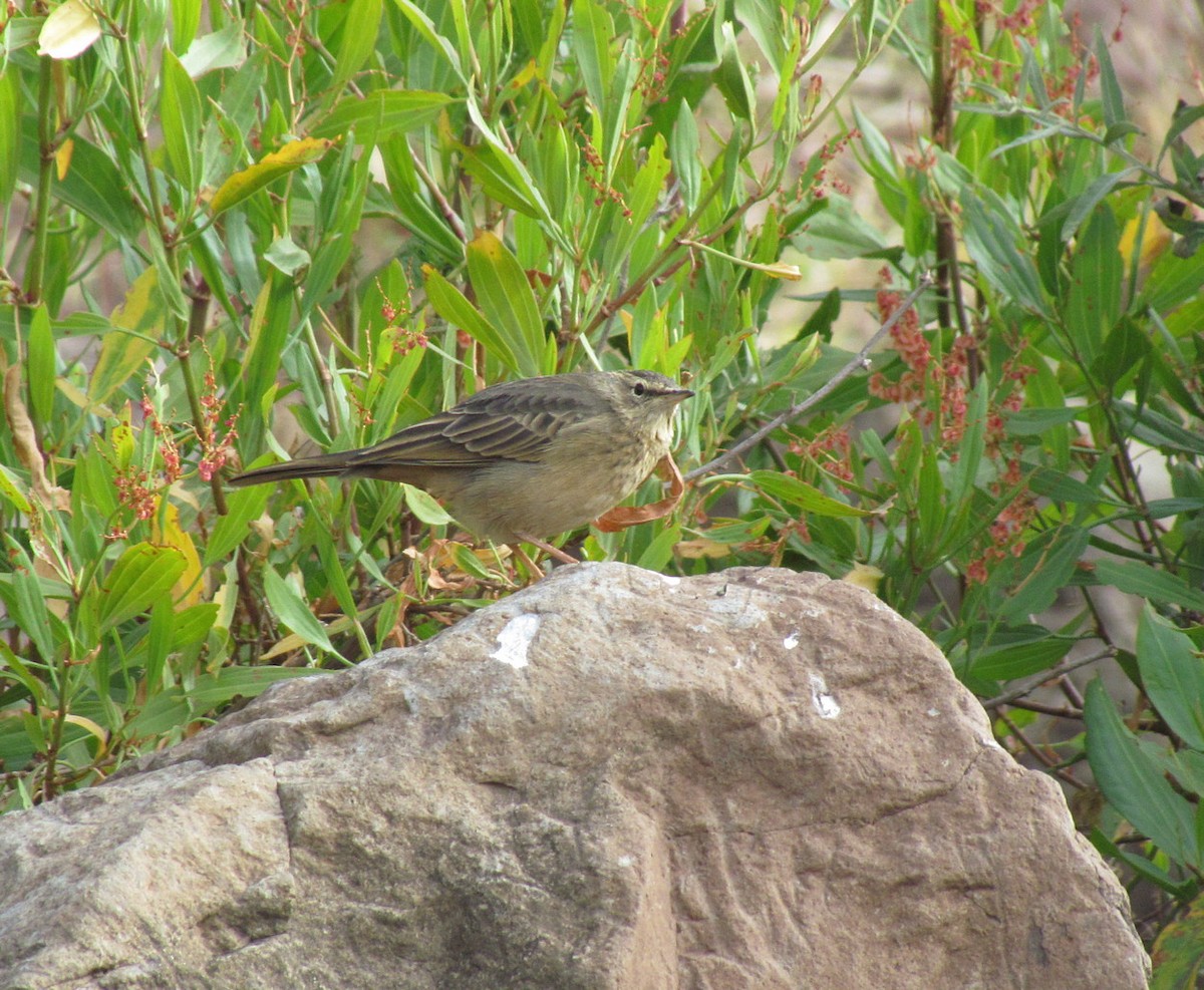 Long-billed Pipit (East African) - ML627543599