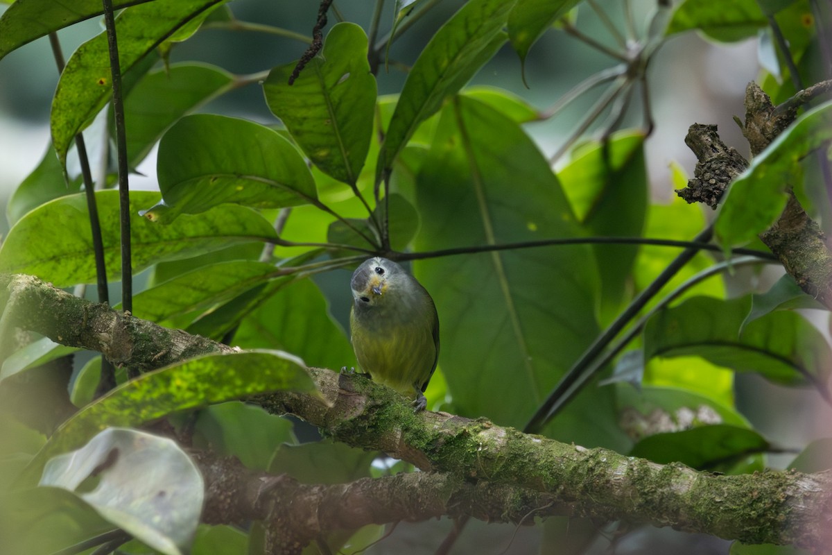 Javabrillenvogel - ML627543694