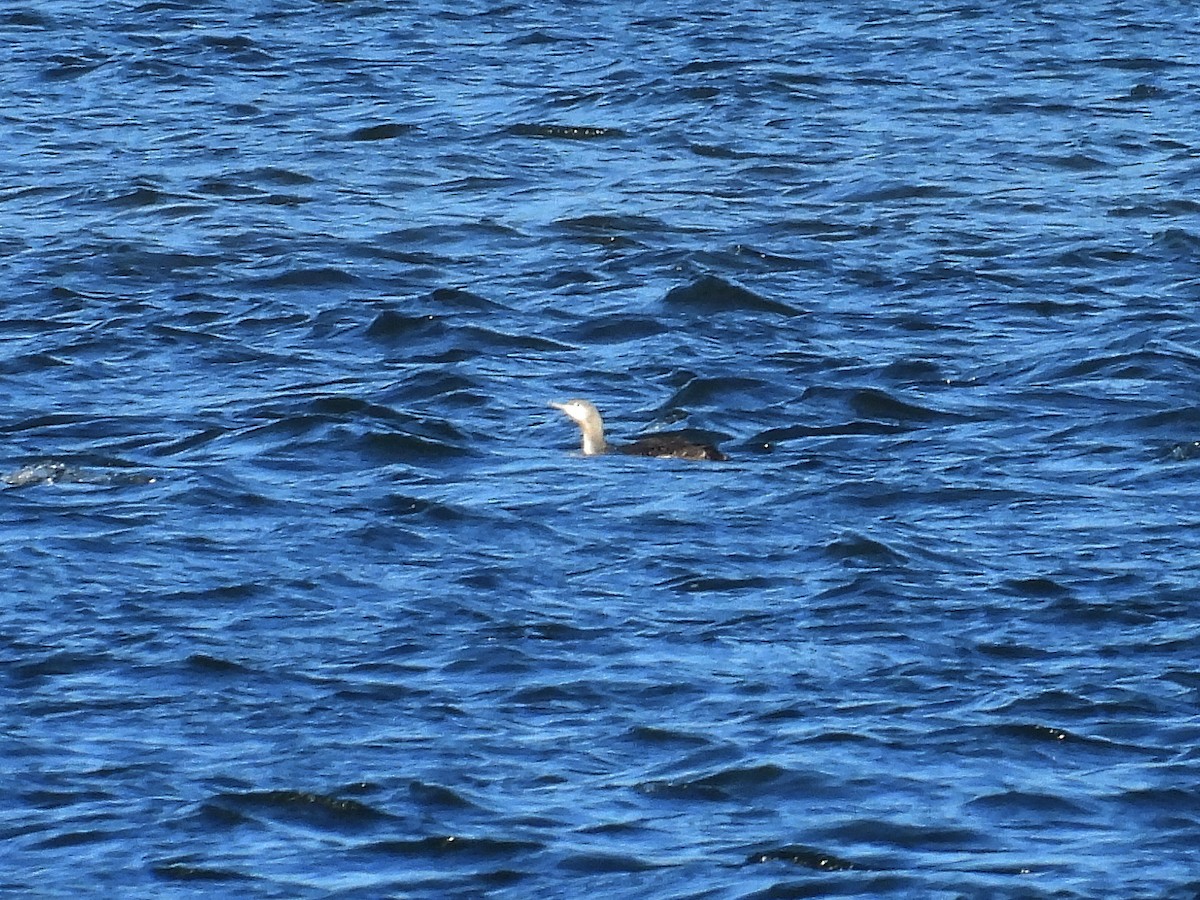 Red-throated Loon - ML627543699