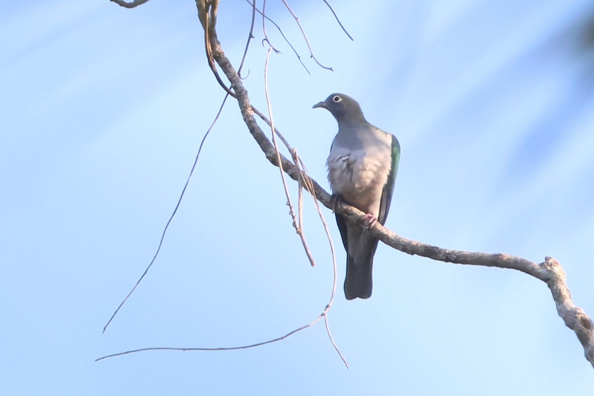 Spectacled Imperial-Pigeon - ML627543886