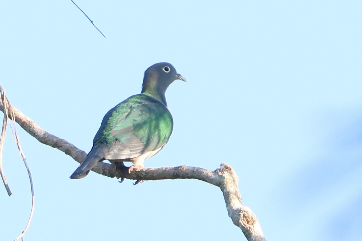 Spectacled Imperial-Pigeon - ML627543887