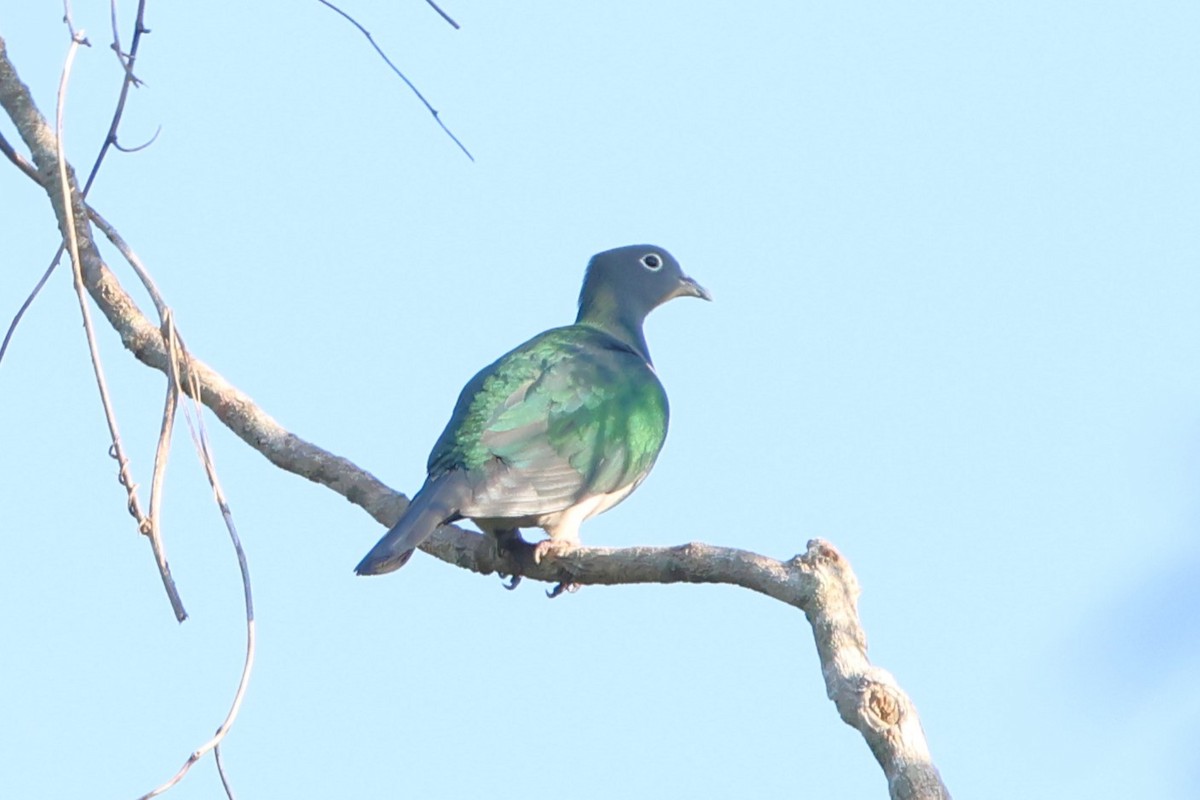 Spectacled Imperial-Pigeon - ML627543888