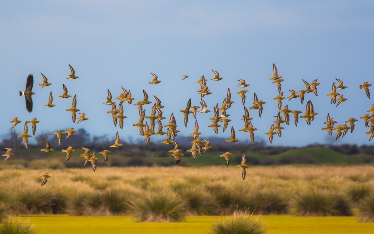 Pacific Golden-Plover - ML627543905