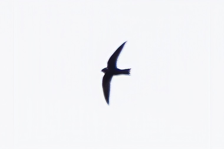 White-collared Swift - Rodrigo Amaral