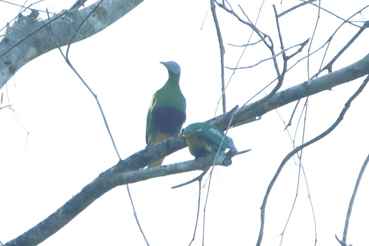 Gray-headed Fruit-Dove - ML627543912