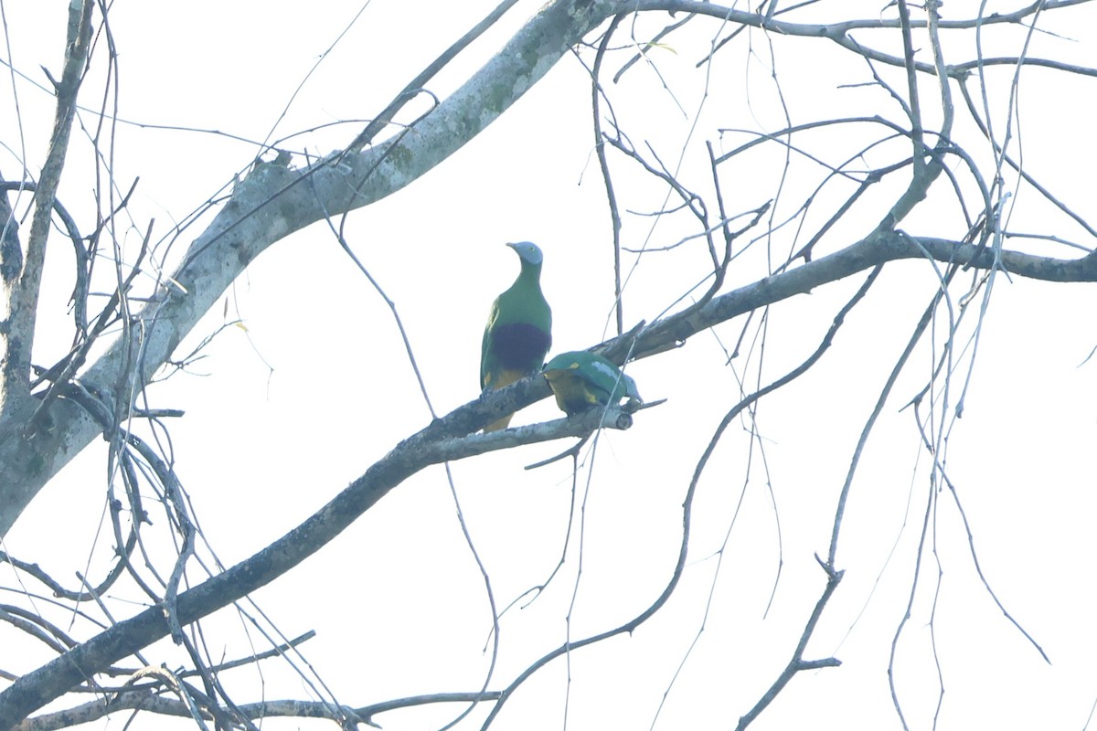 Gray-headed Fruit-Dove - ML627543913