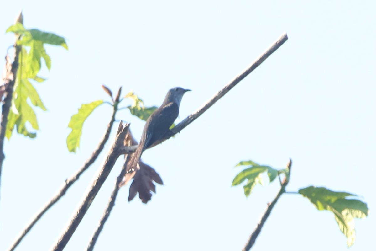 Sahul Brush Cuckoo - ML627543932
