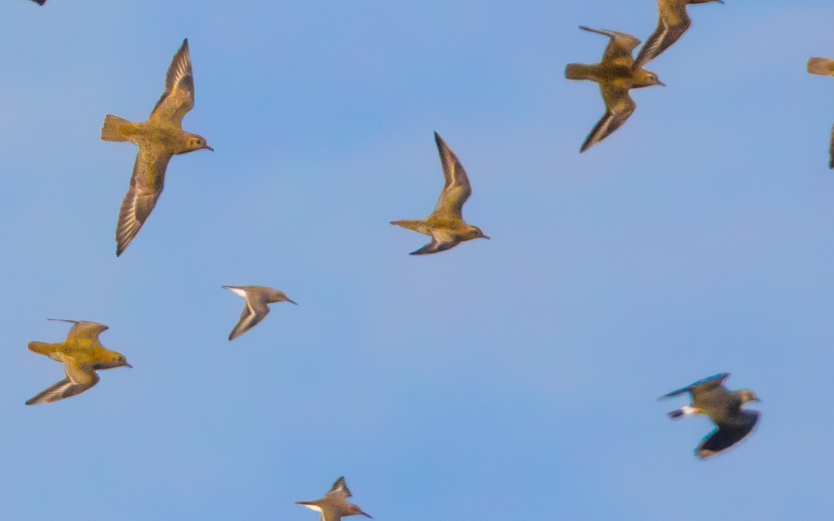 Pacific Golden-Plover - ML627543940