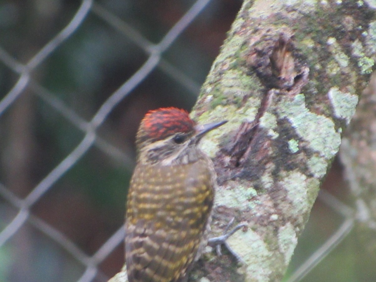 White-spotted Woodpecker - ML627543950